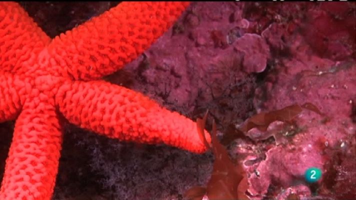 Bajo nuestros mares - Animales ancestrales