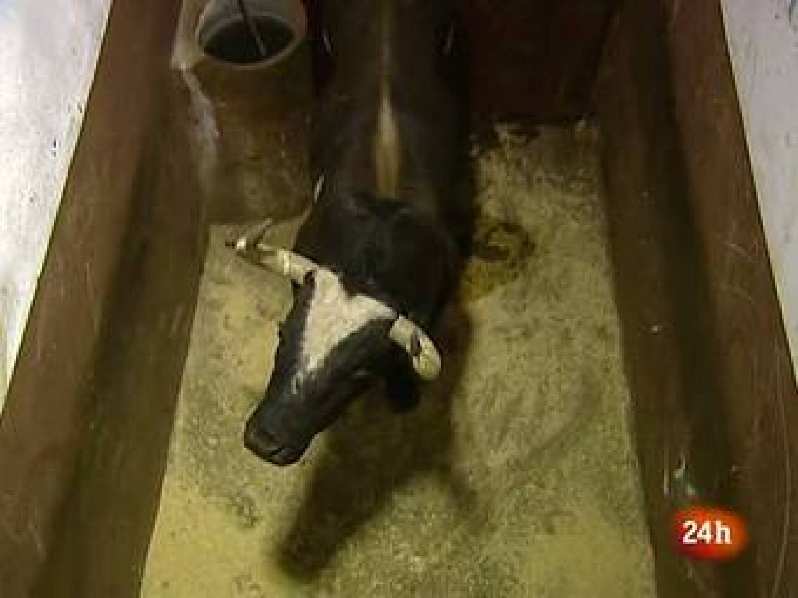 Ratón aparecerá de nuevo en las fiestas de Canals, en Valencia | Ver