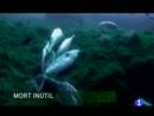 Informatiu Balear - Informatiu Balear en 2' - 17/08/11