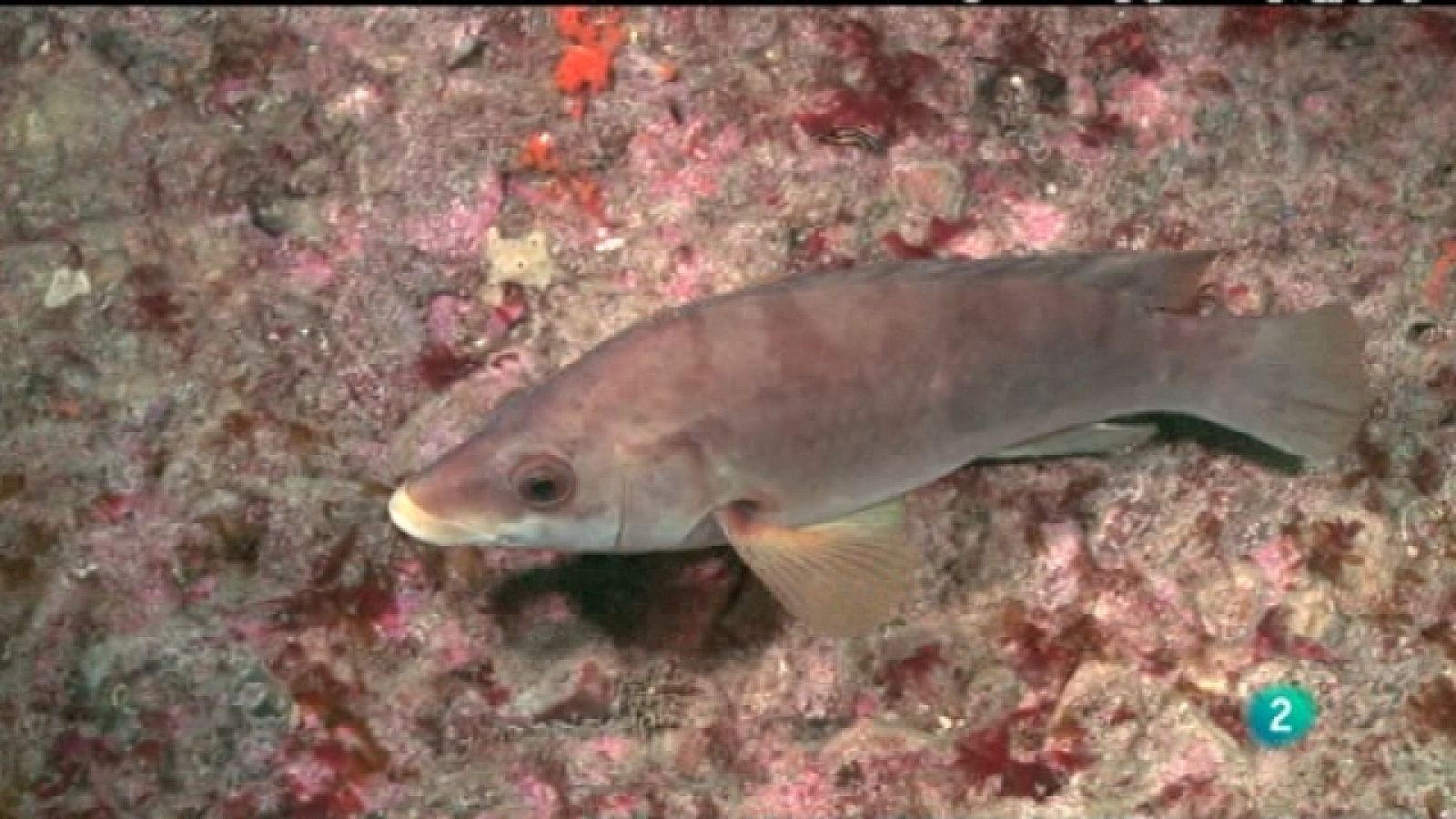 Bajo nuestros mares - Un pez camaleónico - Ver ahora