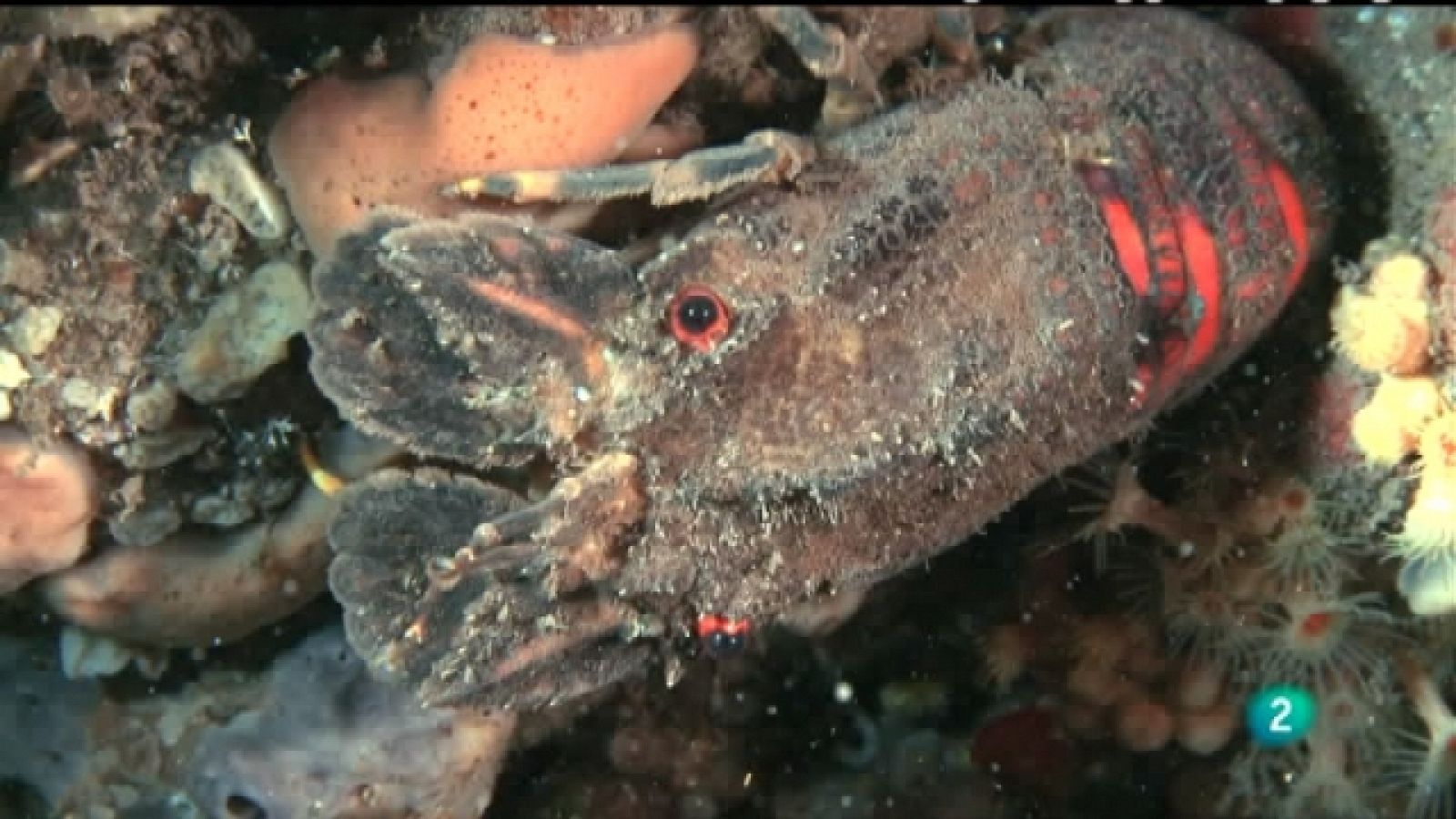 Bajo nuestros mares - Los crustáceos más deseados - Ver ahora