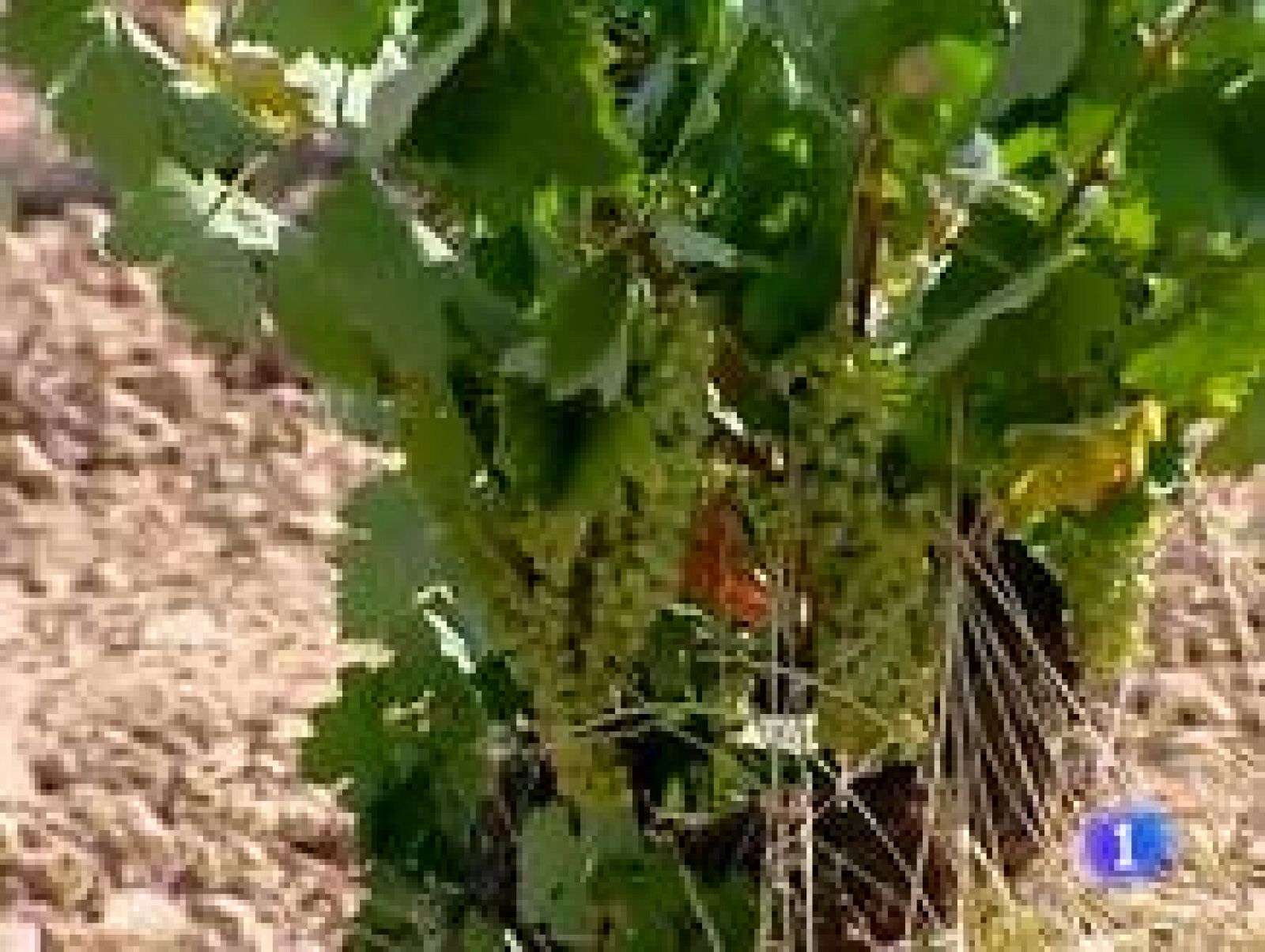 Informativo Telerioja - 19/08/11 | Ver