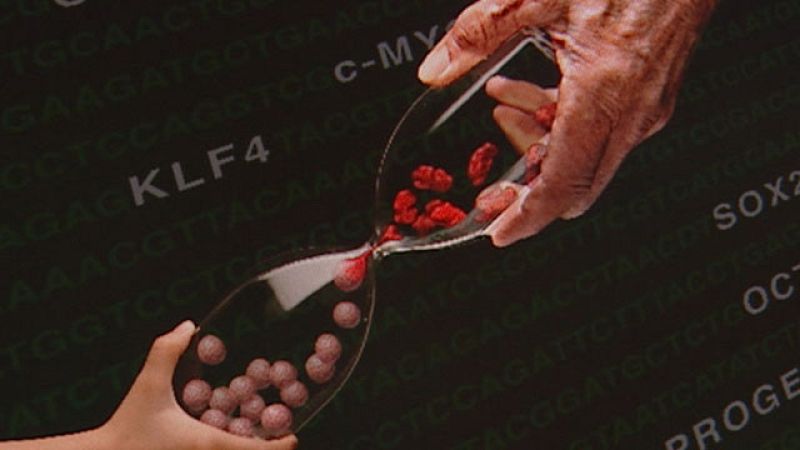  El ser humano lleva siglos buscando fórmulas que le acerquen a la eterna juventud