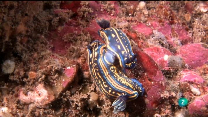 Bajo nuestros mares - El arco iris bajo el mar