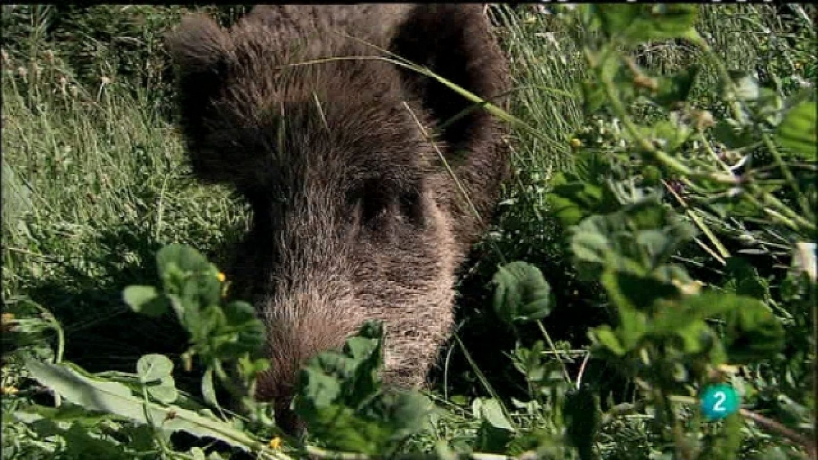 Biodiario - 22/08/11 - Ver ahora