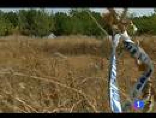 Telediario 1 - Dos jóvenes mueren y uno está grave tras ingerir drogas en una fiesta "rave"