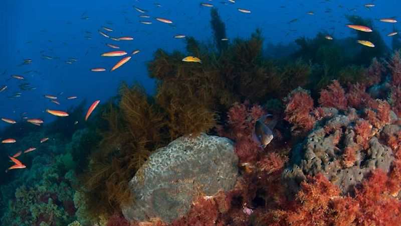 La montaña submarina de Gorringe