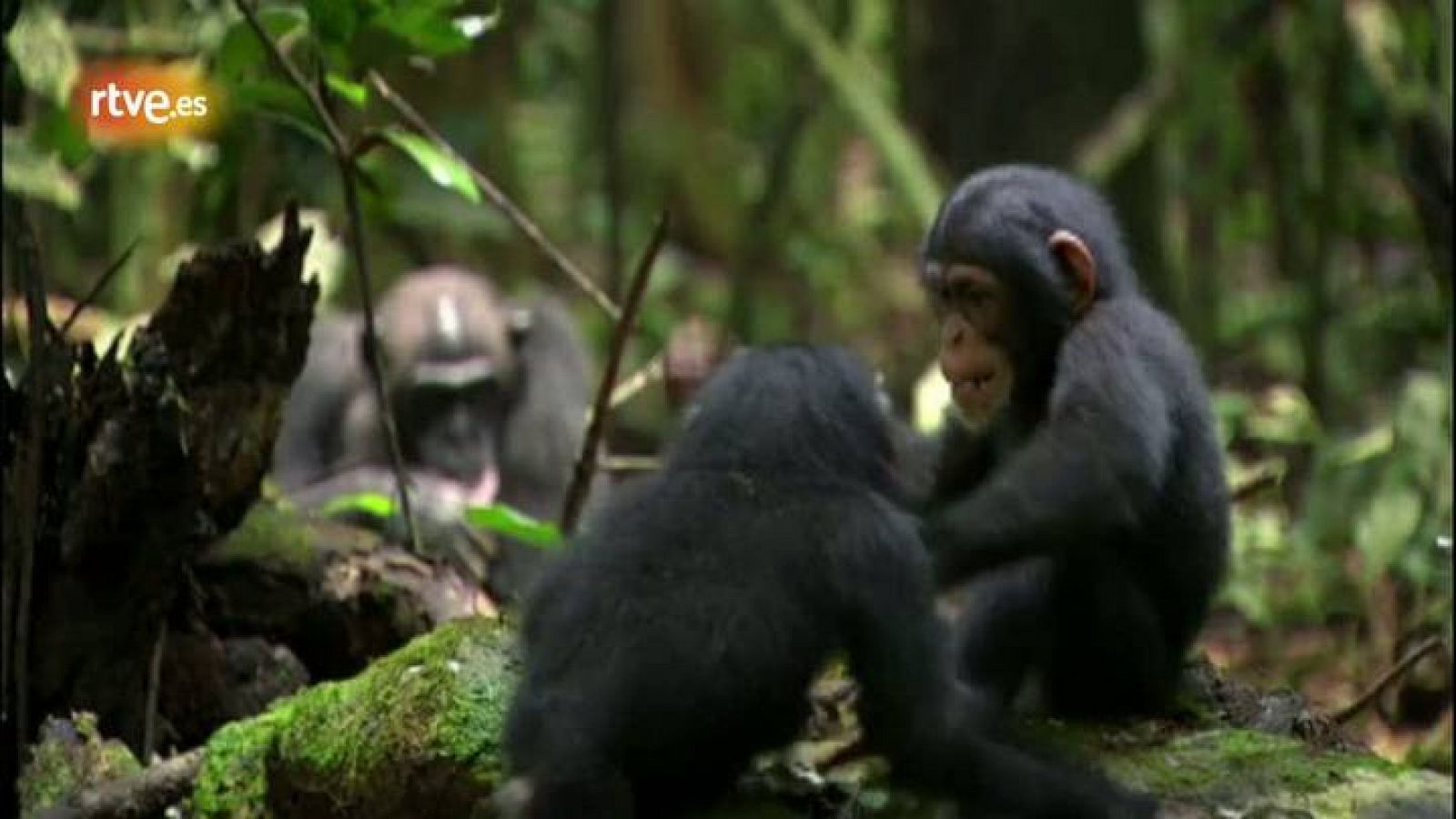 Cultura en Rtve.es: Tráiler de Chimpanzee' | RTVE Play