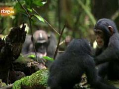 Tráiler de Chimpanzee'