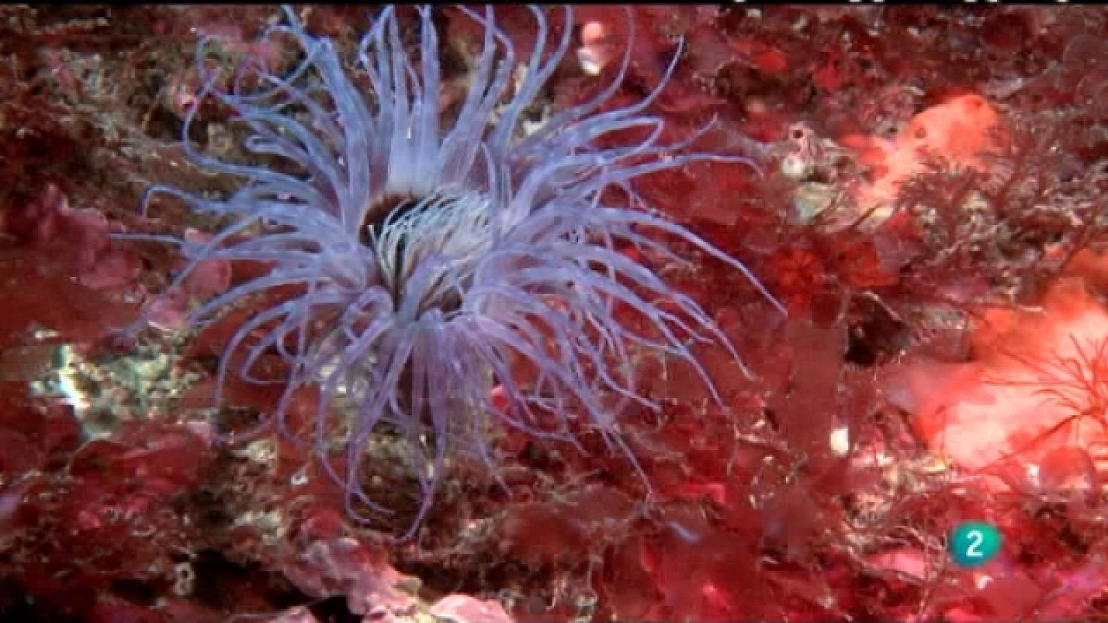 Sin programa: Corales en los mares templados | RTVE Play