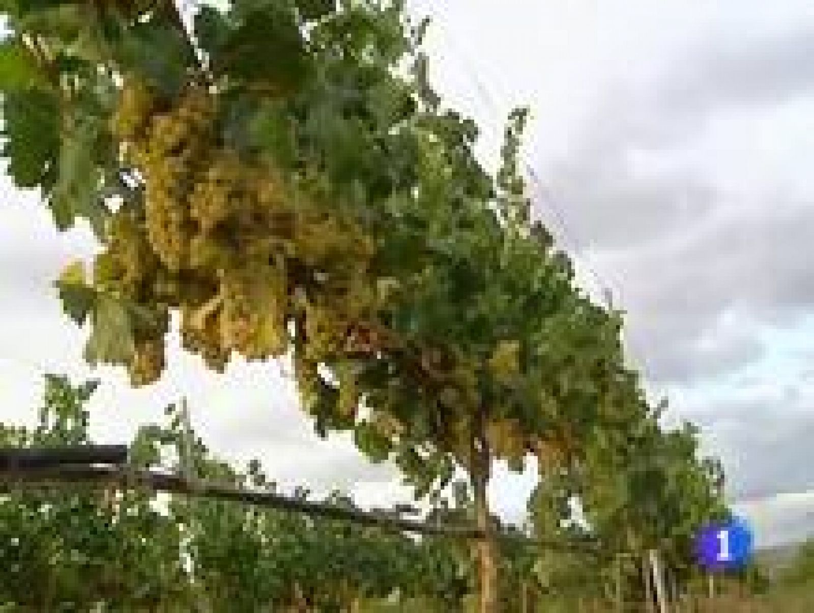 Informativo Telerioja - 26/08/11 | Ver