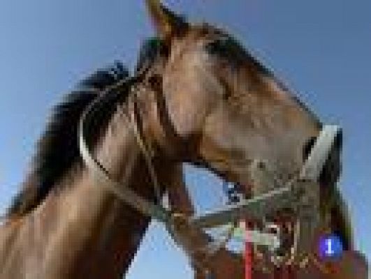 Telediario 1 - Doma natural de caballos