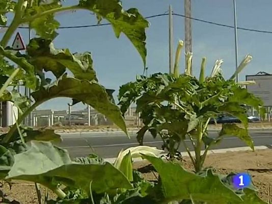 Telediario 1 - Los expertos advierten de un posible efecto imitación en el consumo de estramonio