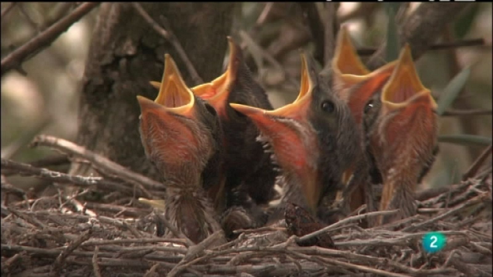 Biodiario - 30/08/11 - Ver ahora