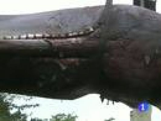 Telediario 1 - Cachalote enterrado en Zarautz