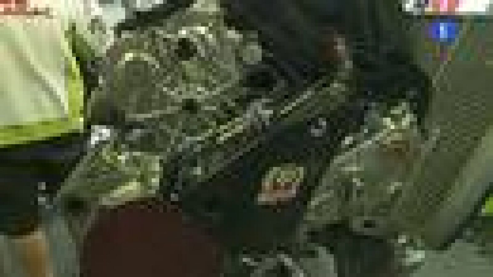 Así se controlan los motores en MotoGP | Ver