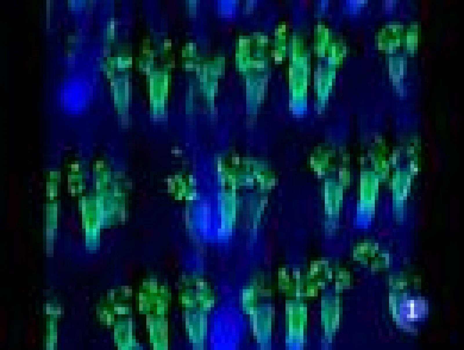 El Centro de Regulación Genómica de Barcelona descubre una proteína de envejecimiento