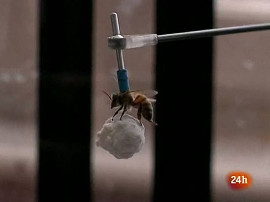 Informativo 24h - Colmenas en pleno centro de las ciudades