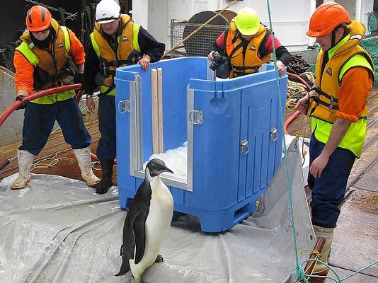 Ciencia y tecnología en Rtve.es - 'Happy Feet', el pingüino perdido en Nueva Zelanda, vuelve al mar