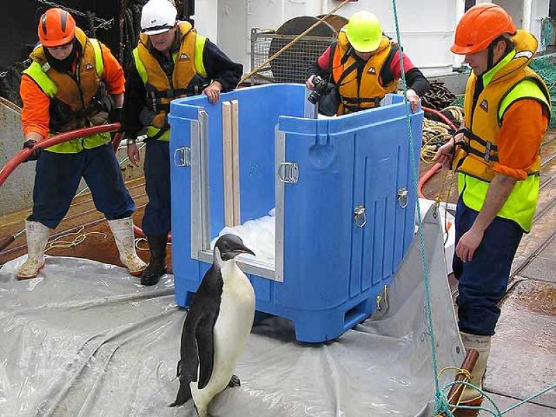 'Happy Feet', el pingüino perdido en Nueva Zelanda, vuelve al mar