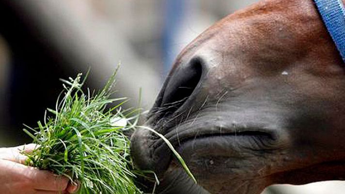 On Off - A caballo regalado...