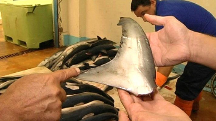 Exportando aleta de tiburón
