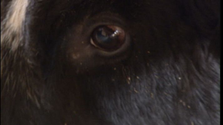 Telediario 1 - Vuelve el toro "Ratón"