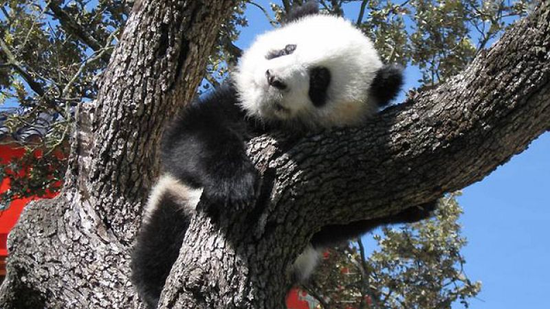 Los ositos panda de Madrid cumplen su primer año