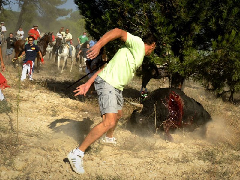 Un año más se celebra en Tordesillas, Valladolid, el Toro de la Vega