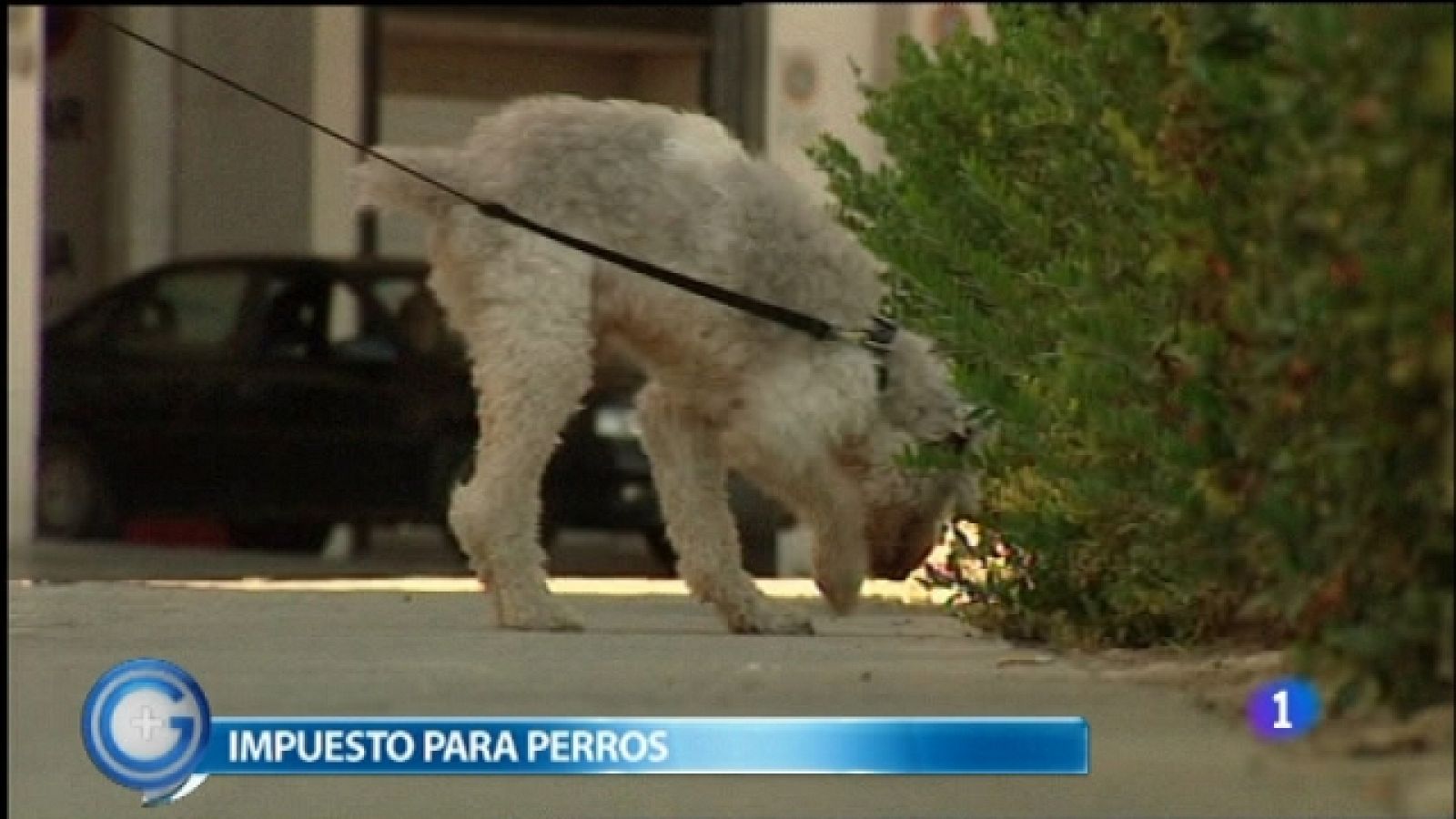 Más Gente - 13/09/11 - Ver ahora 