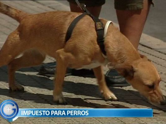 Impuesto especial por tener perro