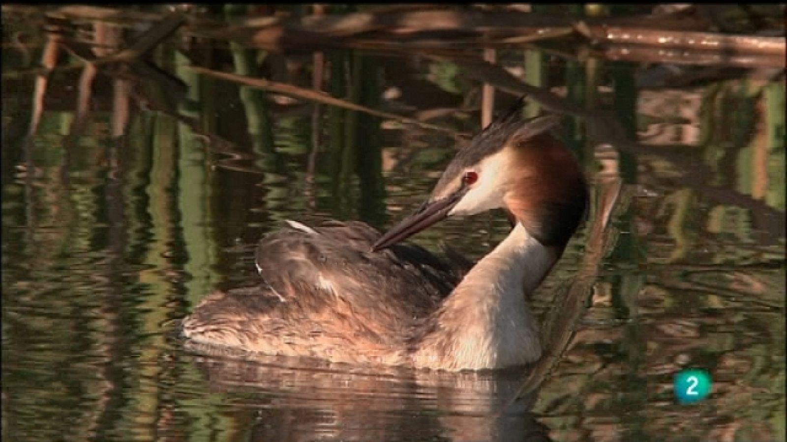 Biodiario - 14/09/11 - Ver ahora