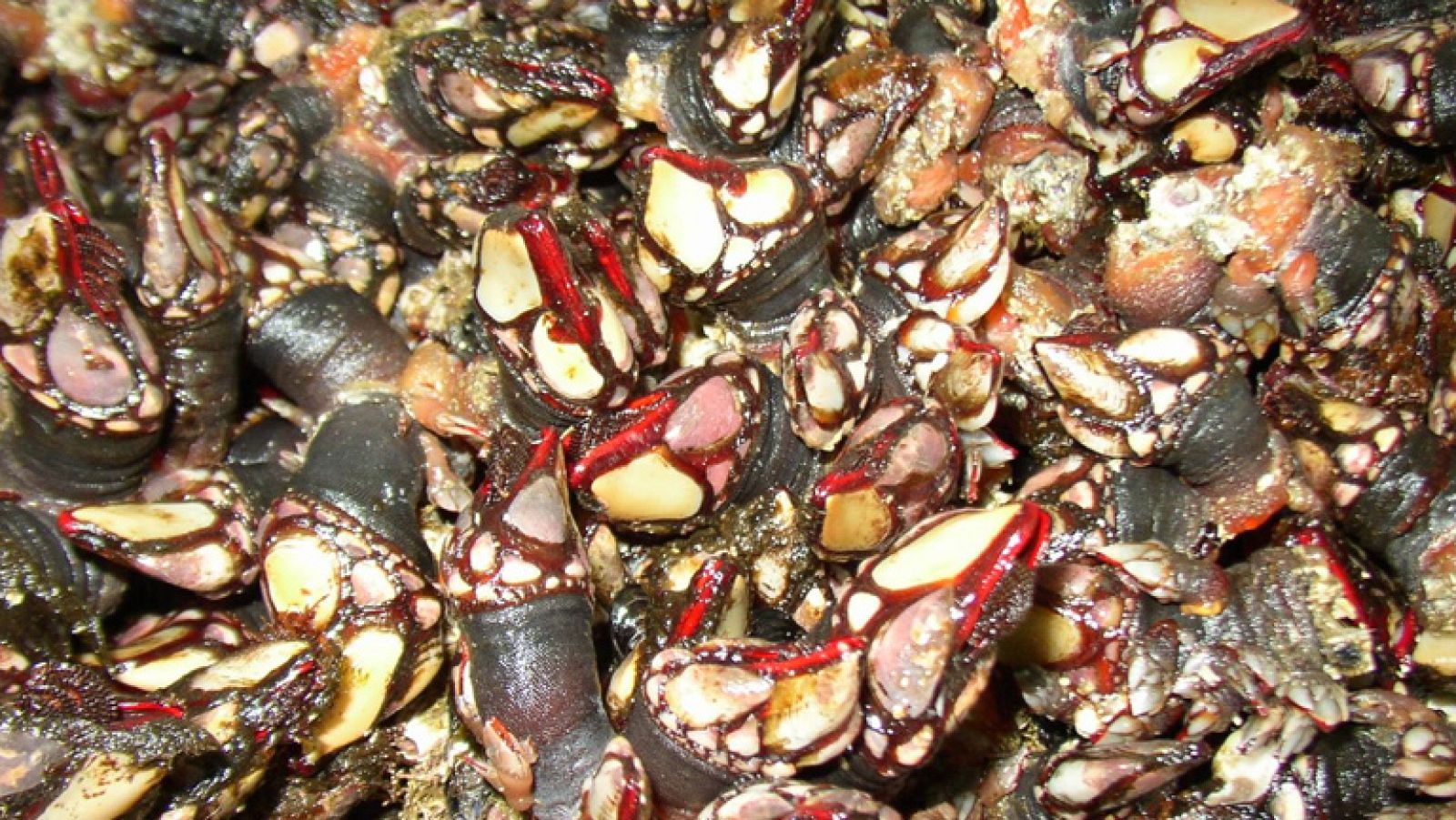 A pedir de boca - Mariscos de la Ría de Arosa - Ver ahora