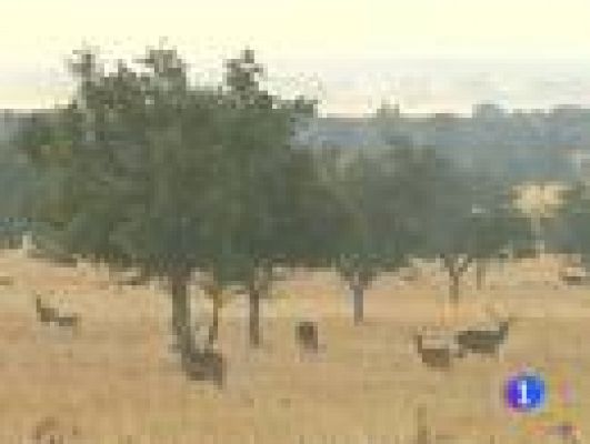 Telediario 1 - El parque natural de Cabañeros vive estos días la berrea de los ciervos