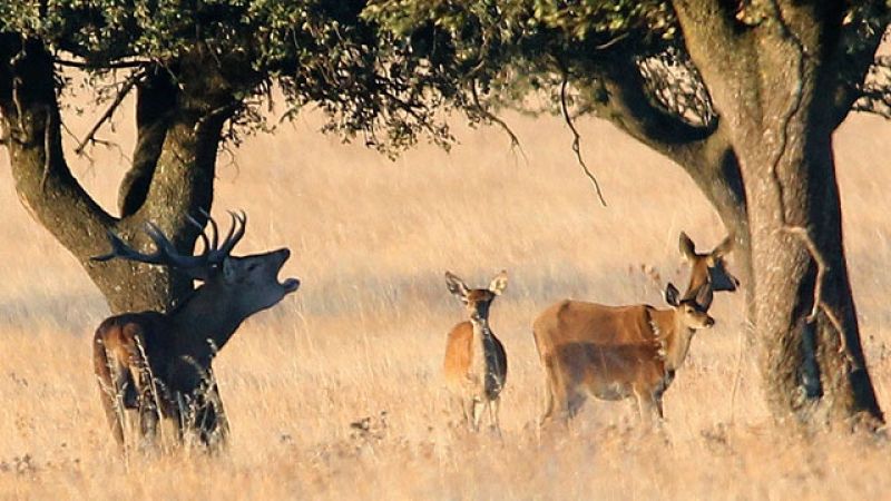 El parque natural de Cabañeros vive estos días la berrea de los ciervos