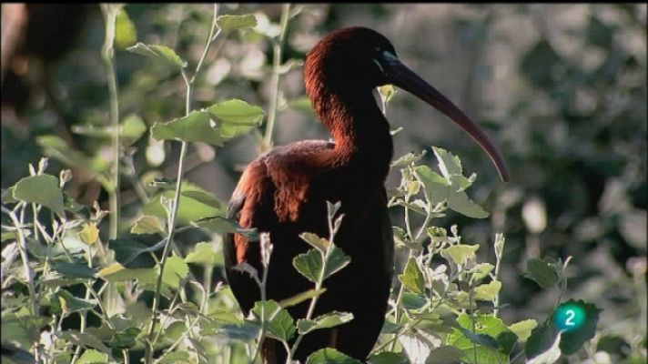 Biodiario - Biodiario - 18/09/11