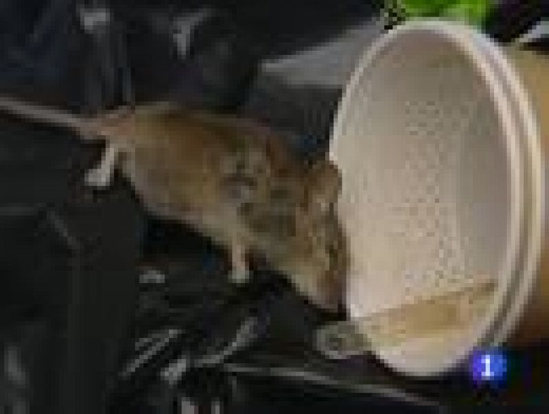 Plaga de ratones en la Audiencia Provincial de Girona 