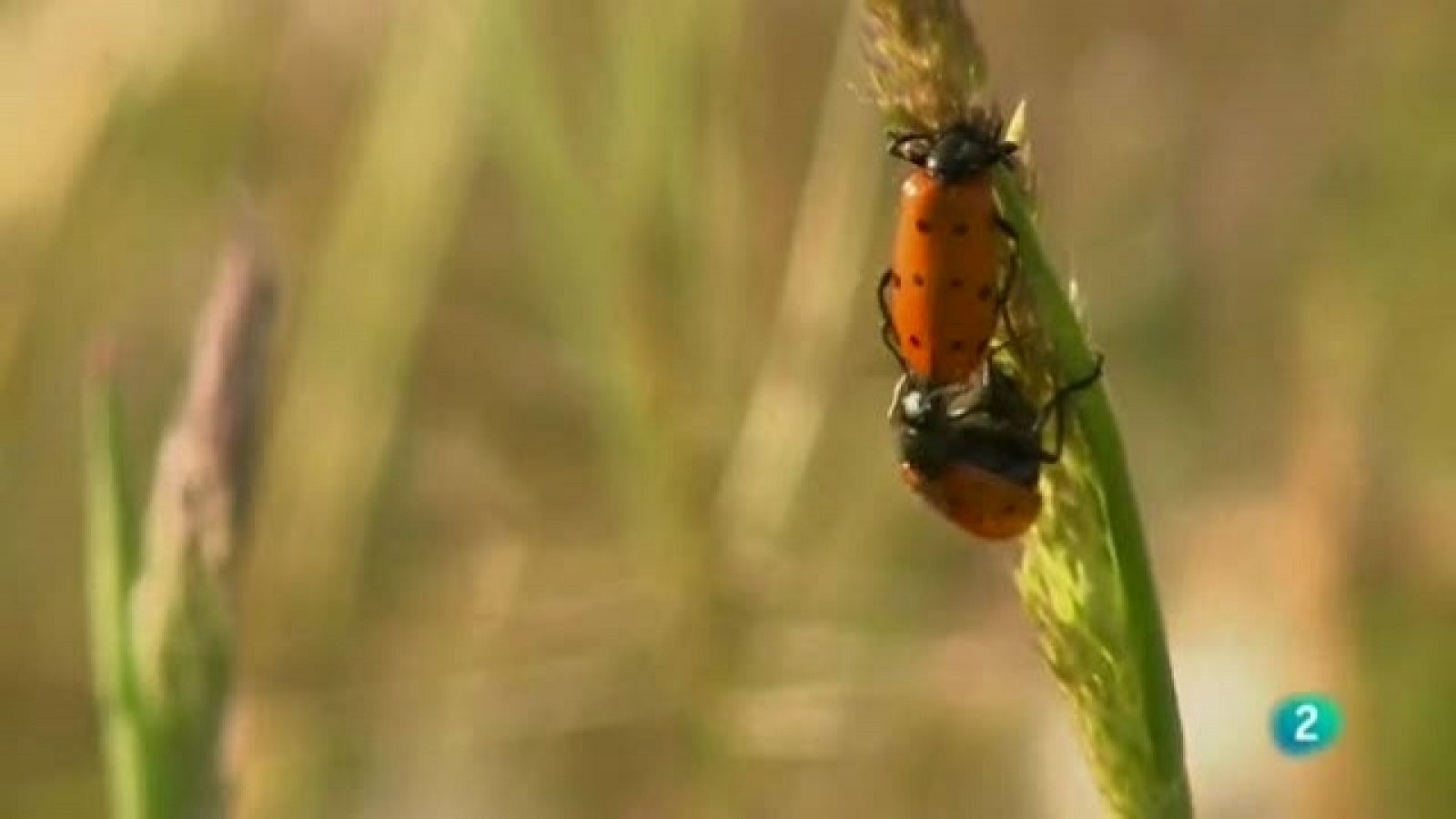 Biodiario - 22/09/11 - Ver ahora