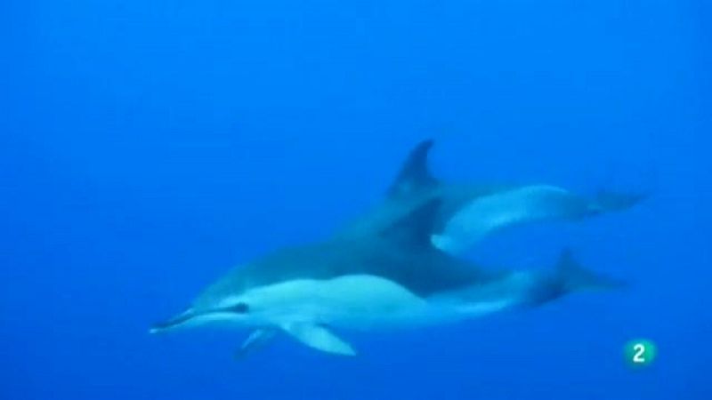 El escarabajo verde - Mar de fondo en Alborán - Ver ahora 