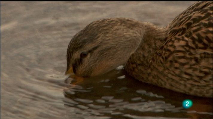 Biodiario - Biodiario