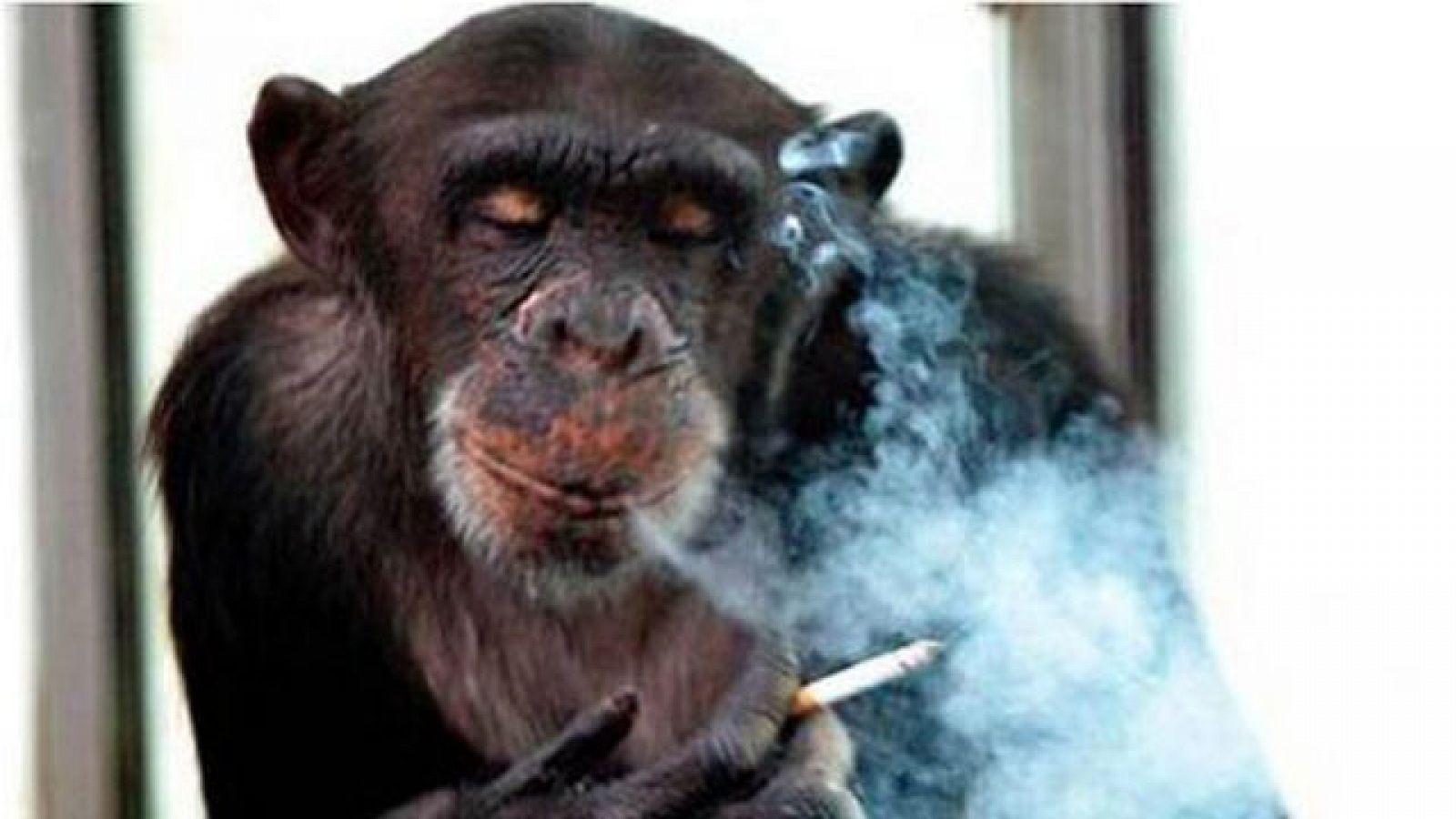On Off: Monos fumadores