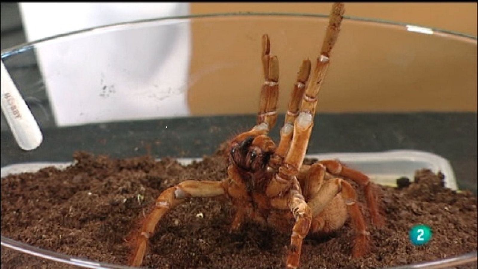 La aventura del saber - 28/09/11 - Ver ahora