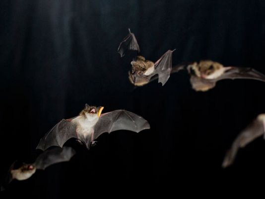 Los 'súper músculos' de los murciélagos les facilitan la localización de sus presas