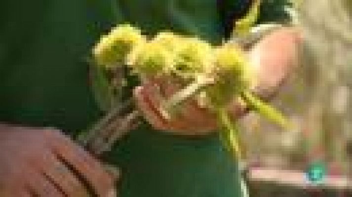 Para todos La 2 - Gastronomía: Los frutos del bosque