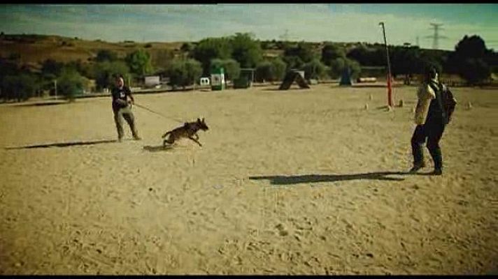 El guía canino. Nuevos métodos.