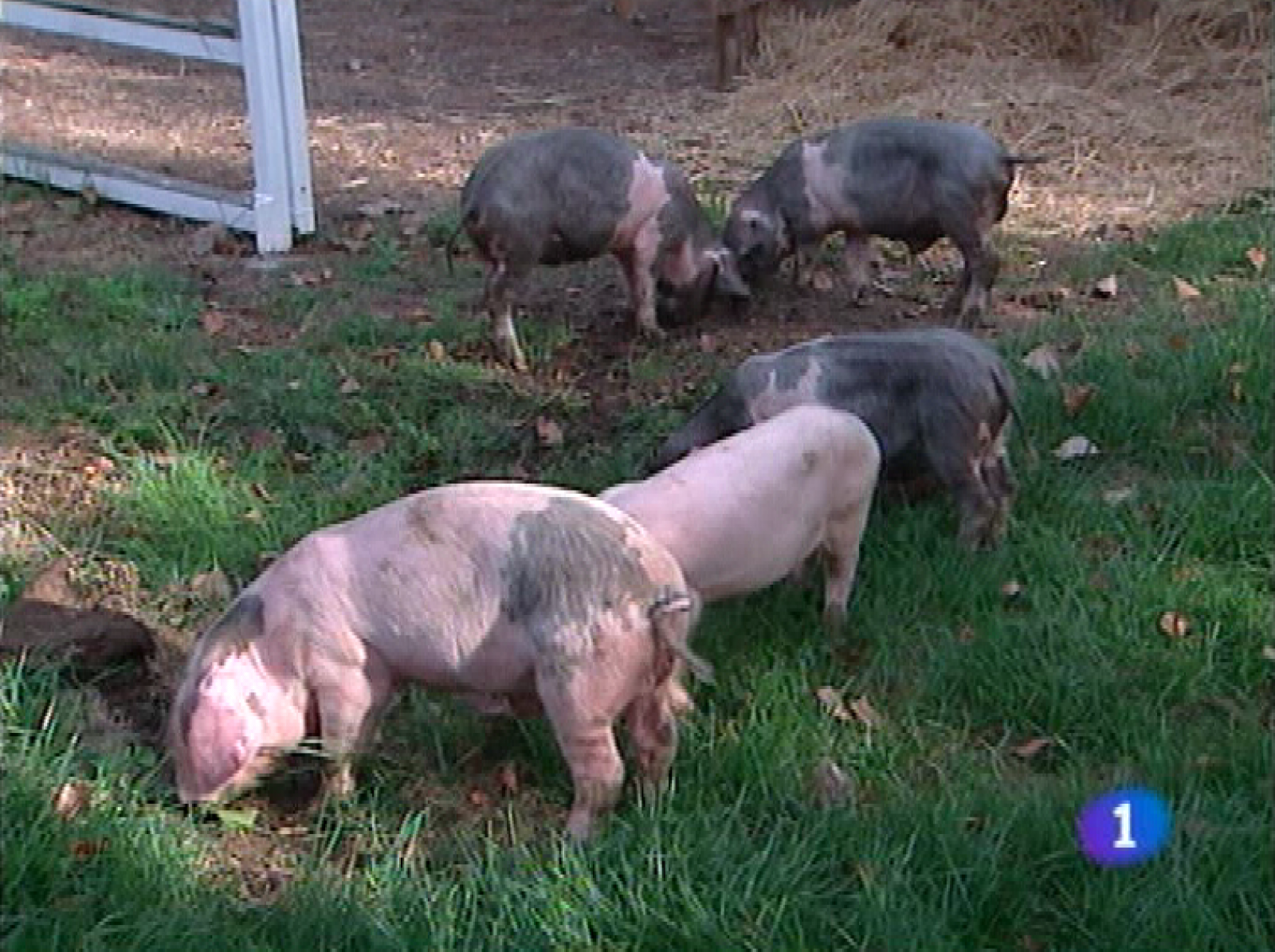 Panorama Regional en dos minutos 30-09-11 | Ver