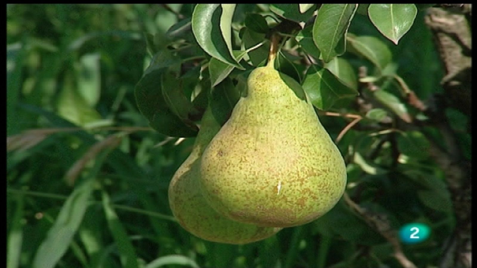 Agrosfera - 01/10/11- Ver ahora