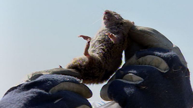 Cernícalos y lechuzas son policías implacables contra las plagas.