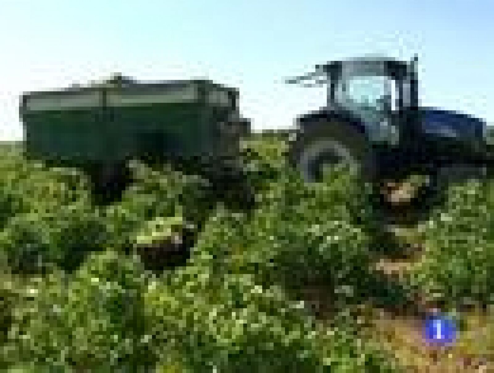 La vendimia, nueva fuente de empleo para los parados