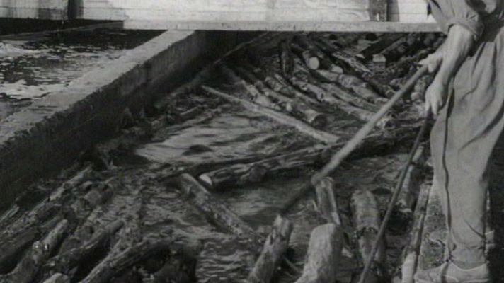 ¿Te acuerdas? - Los inicios de la reforestación